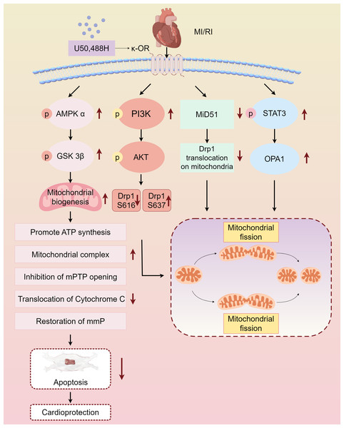 Main pathways of κ-OR regulation in MI/RI.