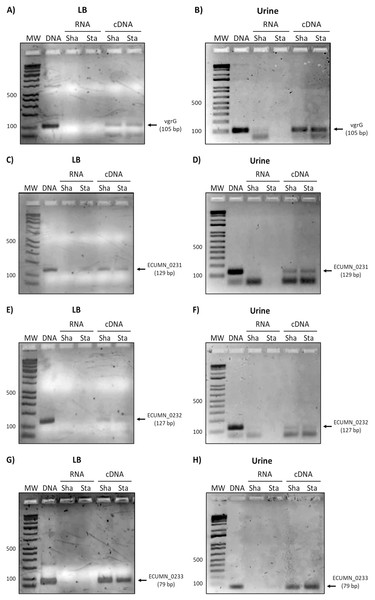 Expression of ECUMN and vgrG genes in UPEC UMN026.