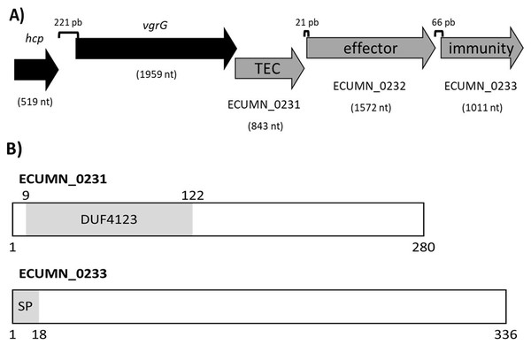 Organization and functional domains in ECUMN genes.