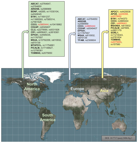 Geographically, investigational polymorphisms of Alzheimer’s disease of the different populations according to their regions (Red color indicates the common polymorphisms in America, Europe, and Asian populations) (Bouckaert, 2016).