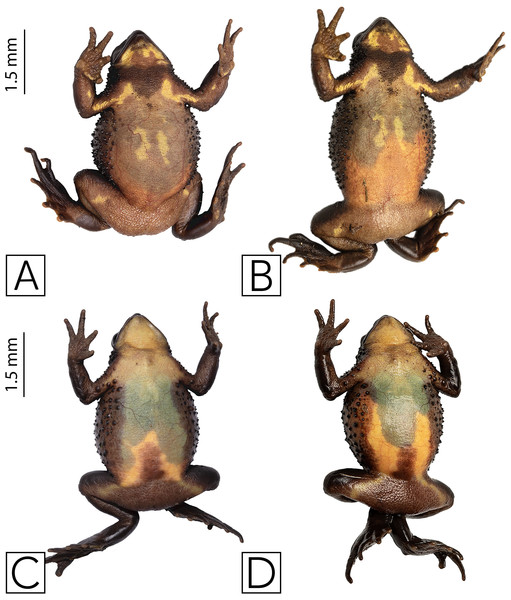 Recaptured females of Atelopus ignescens, showing different reproductive stages noted by the extent of eggs visible through the ventral skin recaptures and gravidity.