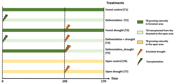 Experimental design to test the interactive effects of drought and deforestation on aquatic communities and functions with seven treatments and 10 replicates per treatments.