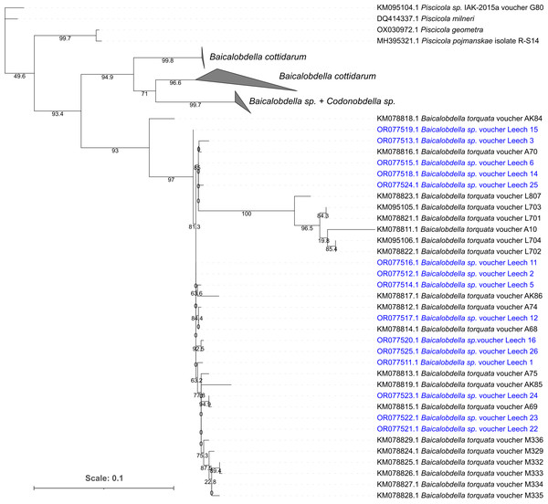 Phylogenetic tree of partial COI gene sequences of leech samples detached from amphipods E. verrucosus collected in Baikal littoral zone nearby Listvyanka village (highlighted in blue) and sequences of other closely related leeches.