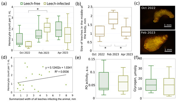 Different parameters of acclimated leech-infected and non-infected (leech-free) amphipods E. verrucosus collected from natural environment and sizes of their leeches in different seasons.