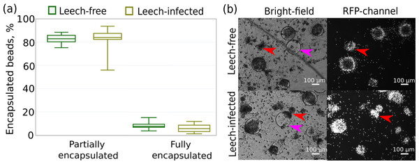 Intensity of the cellular immune response of hemocytes extracted in primary culture from leech-infected and non-infected (leech-free) amphipods E. verrucosus.