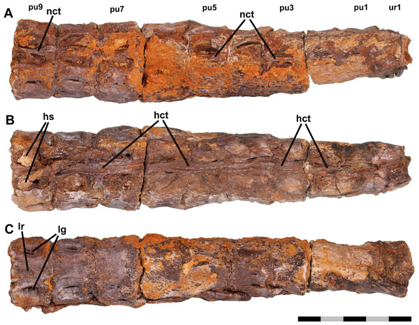 Fused vertebrae.