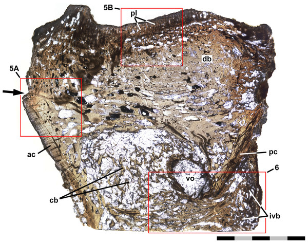 Thin section of preural 10.