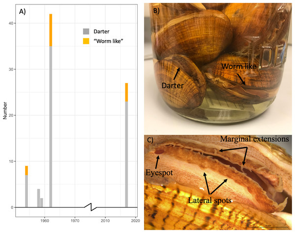 The ratio of “worm-like” and “darter-like” Lampsilis fasciola lures over time in the River Raisin, MI, using historical and contemporary samples.