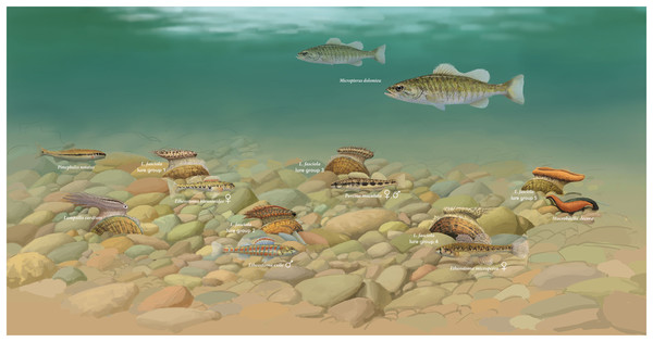 Illustration of hypothetical benthic assemblage of main Lampsilis fasciola lure groups, and proposed models.