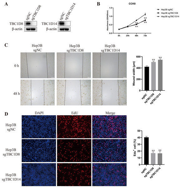 Knockout of TBC1D8 and TBC1D14 suppressed the proliferation and metastasis of HCC cells in vitro.