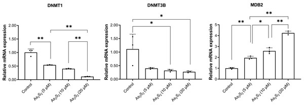 DNMTl, DNMT3B, and MBD2 mRNA expression in DB and SU-DHL-4 cells treated with different doses of arsenic disulfide detected by RT-PCR.
