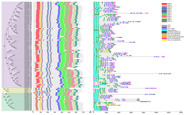 Analysis of phylogenetic trees, conserved motifs, gene structures and conserved domains of TaCRK members.