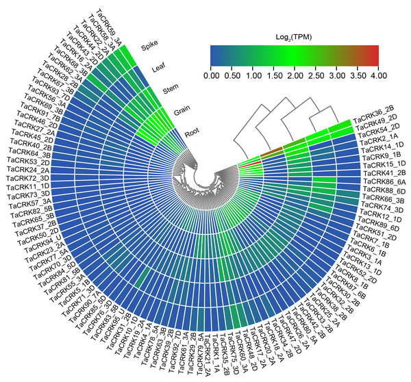 Analysis of RNA-seq data reported in WheatOmics was conducted to investigate the differential expression of representative TaCRK genes across different tissues.