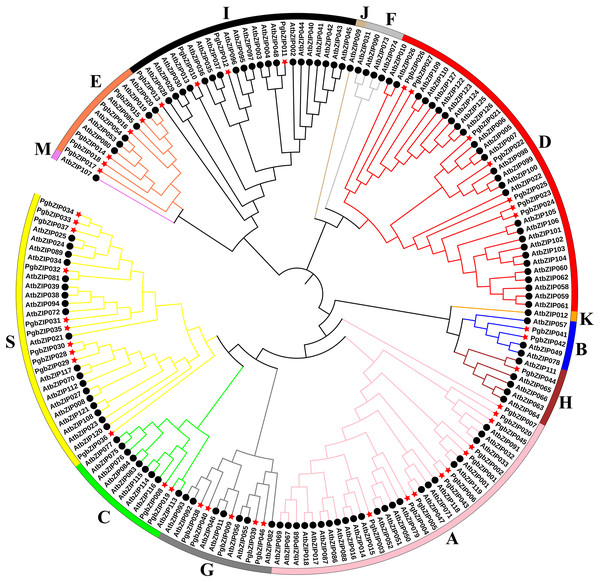 Phylogenetic tree of bZIPs in P. grandiflorus and A. thaliana.