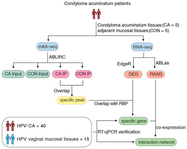 The flow of the procedural steps in the present study.