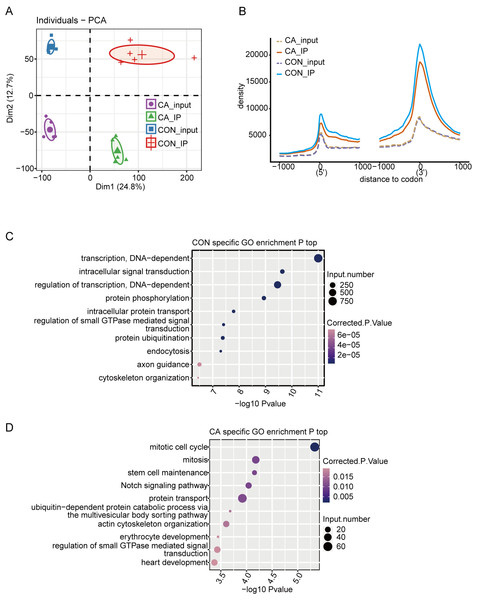 Principal component analysis (PCA) and functional analysis of m6A in condyloma acuminatum (CA) and the paired adjacent normal tissues (CON).