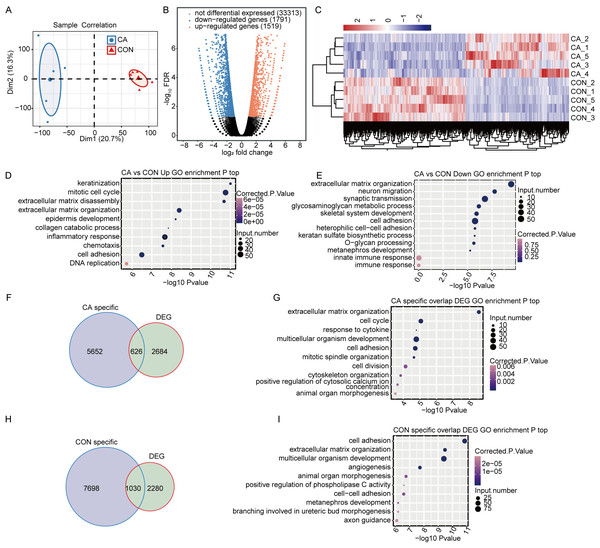 M6A modification broadly changes gene expression in condyloma acuminatum (CA) and paired adjacent normal tissues (CON).