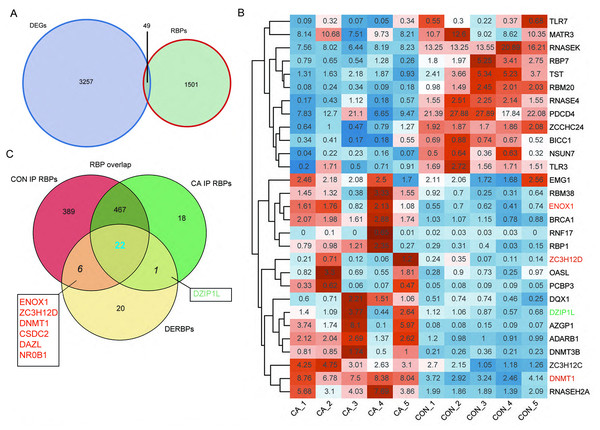 M6A-dyregulated differentially expressed RNA binding proteins (RBPs) in condyloma acuminatum (CA) and the paired adjacent normal tissues (CON).