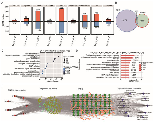 Correlation analysis between m6A-dyregulated differentially expressed RBPs and alternative splicing (AS) events.