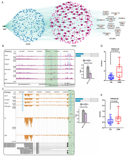 Correlation analysis between DNMT1 and alternative splicing (AS) events.