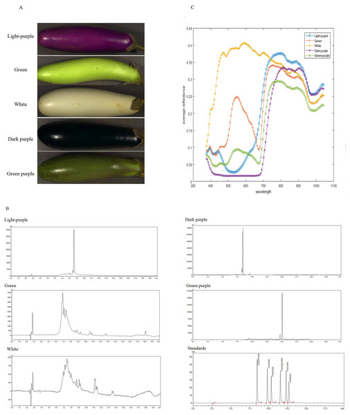 The HPLC chromatogram and spectral reflectance of eggplant peel with different colors.