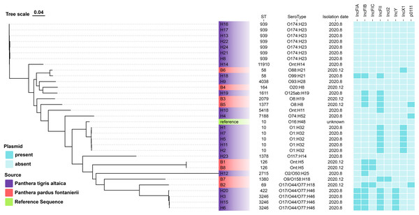 The evolutionary relationship of core genome-SNPs in the 32 E. coli isolates from Panthera pardus fontanierii and Panthera tigris altaica.