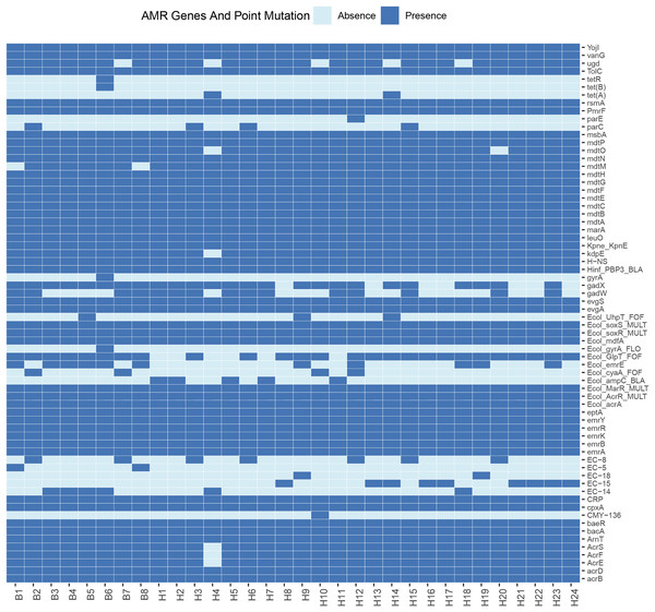 Profiles of AMR genes and point mutation for each strain in this study.