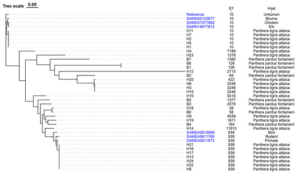 Phylogenetic tree of E. coli strains based on core genome SNPs.