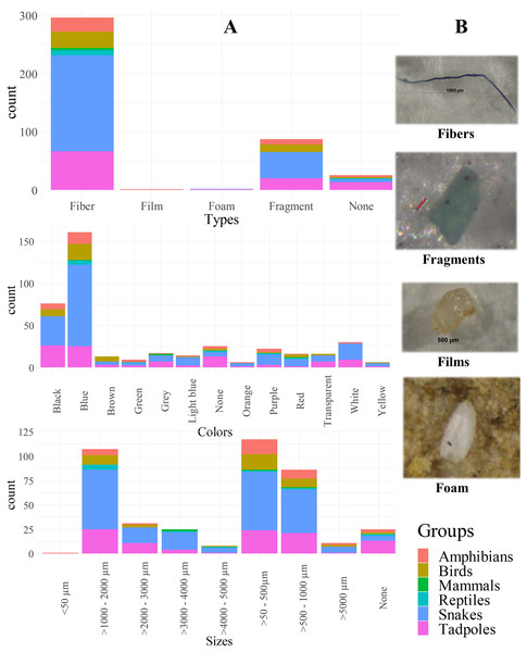 Proportion of specimen with the numbers of microplastic contamination characterized by animal groups in association with types, colors, and sizes (A). None referred to specimen without MP contamination and examples of MP by types (B).