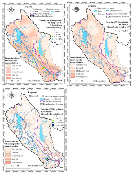 Maps of microplastic occurrence for all groups of terrestrial wildlife and tadpoles (A), only snakes (B), and only tadpoles (C).