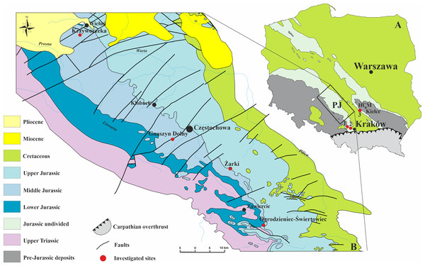 Geology of the investigated area.