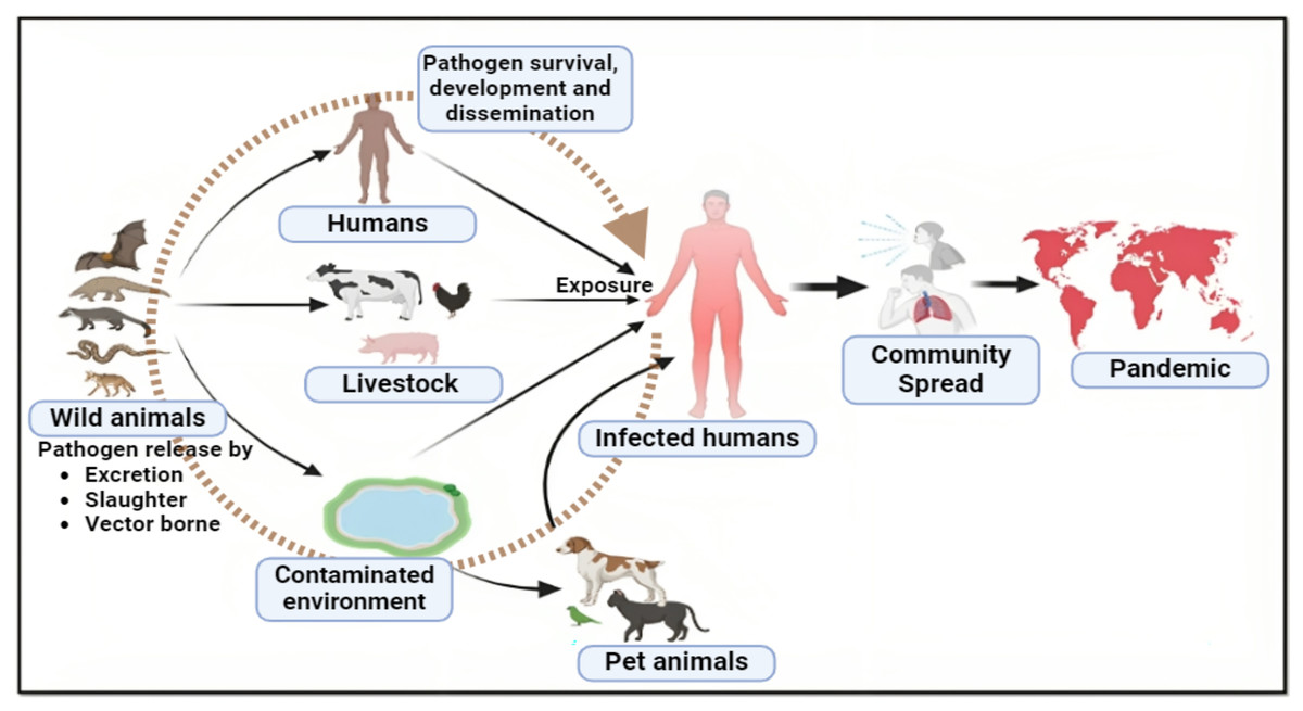 Zoonotic spillover and viral mutations from low and middle-income ...