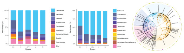Species composition of vaginal microbiota between different HPV-infected patient groups.