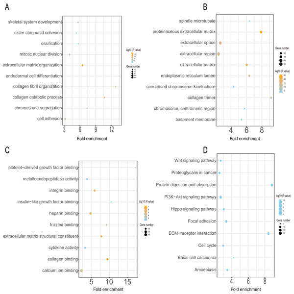 GO and KEGG pathway enrichment analyses of upregulated genes.