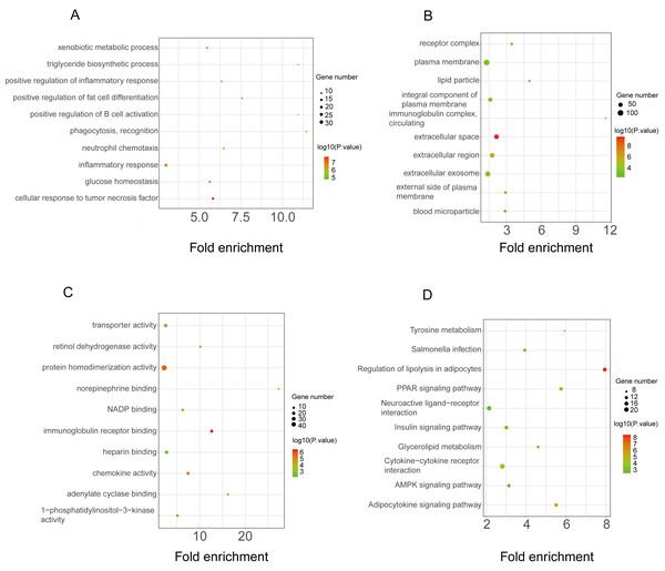 GO and KEGG pathway enrichment analyses of downregulated genes.