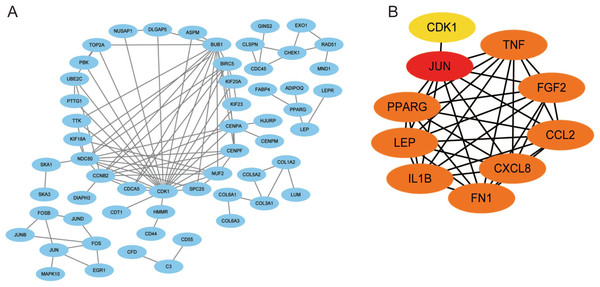 A PPI network map was used to screen for the DEGs in lesioned and preserved subchondral bone tissues.