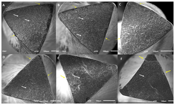 SEM images showing the fractured surfaces of files after cyclic fatigue testing.