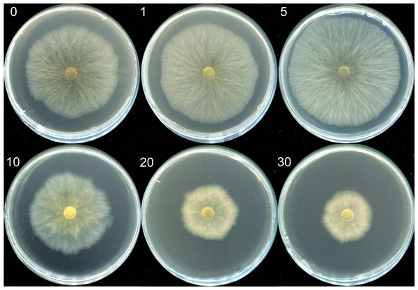 The morphologies of mycelia of M. esculenta grown on media containing different concentrations of selenite.