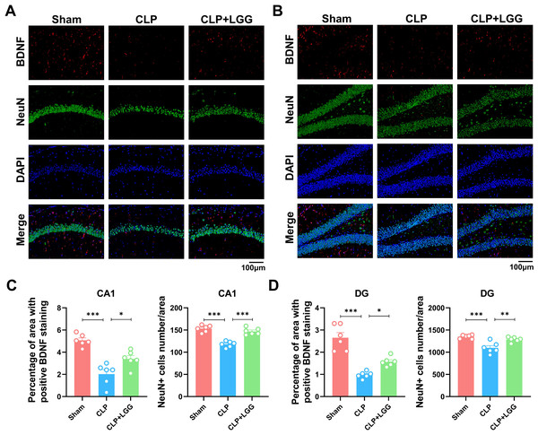 Effects of LGG supplementation on BDNF and NeuN expression level in the hippocampal region of CLP mice.