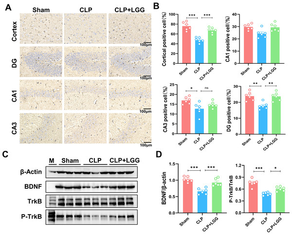 LGG promotes BDNF expression level in the hippocampal region of CLP mice.