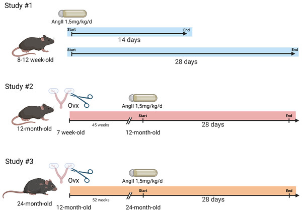 Schematic representation of the design of the animal study.