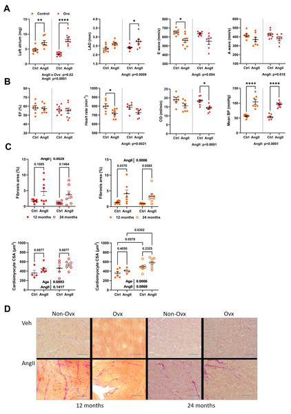 Angiotensin II infusion in elderly mice is accompanied with LV diastolic abnormalities and increased interstitial myocardial fibrosis.