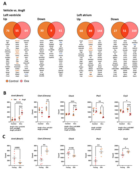 Transcriptomic changes in the left ventricle induced by Angiotensin II (AngII) in old female mice. Disturbances in circadian clock genes.