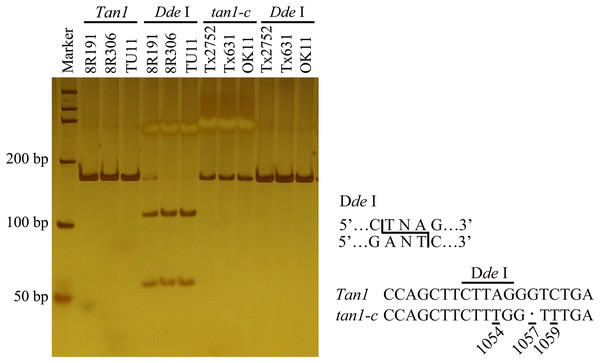 Development of molecular marker for Tan1 and tan1-c in sorghum.