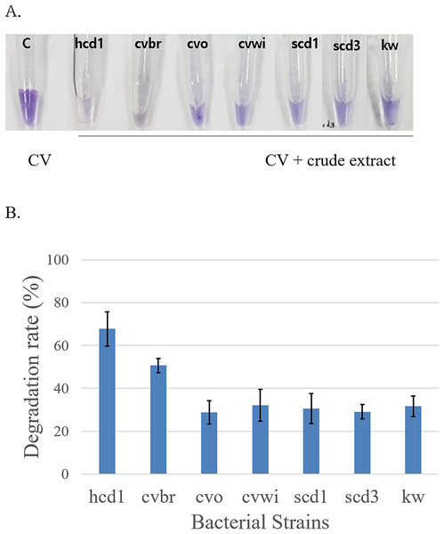 Confirmation of Crystal Violet (CV) degradation activity of crude bacterial extracts mixed with Crystal Violet.