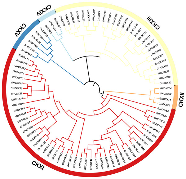Two unrooted phylogenetic trees of CKX genes were constructed using MEGA11.