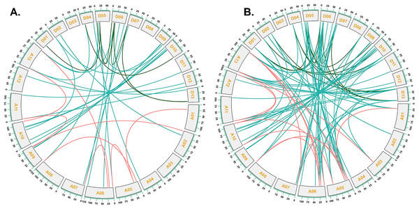 Collinearity analysis of G. hirsutum and G. barbadense CKX genes.