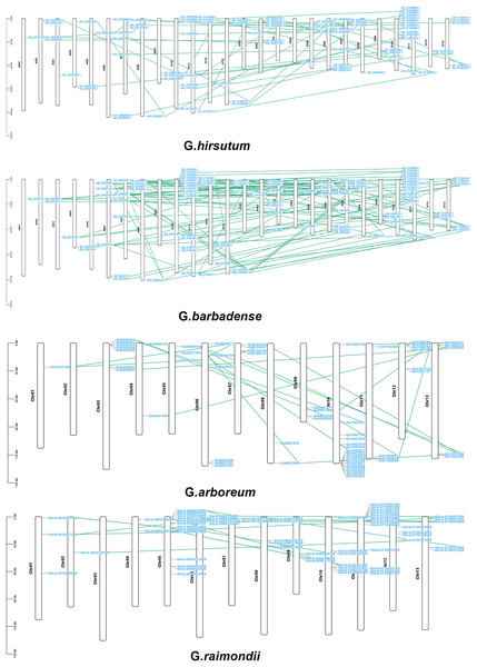 Chromosomal localization and gene duplication of CKX genes in G. arboretum, G. raimondii, G. hirsutum, and G. barbadense, and tandem duplication of gene pairs during evolution is shown by lines.