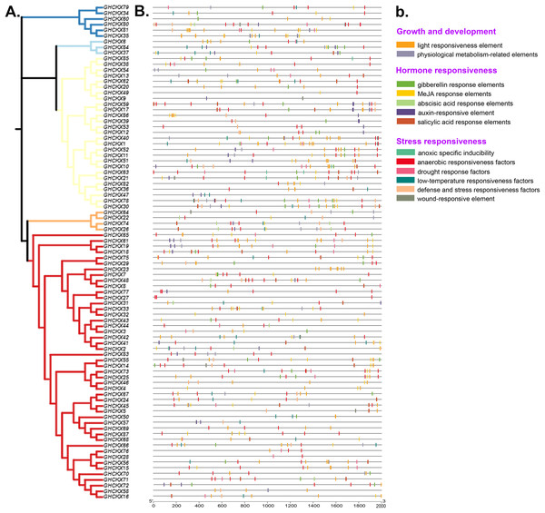 Analysis of promoters and differentially expressed genes of the GhCKX family.