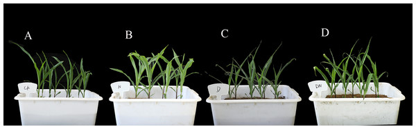 Photographs of maize seedling growth in different treatments.